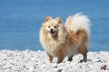 SPITZ ALLEMAND 372